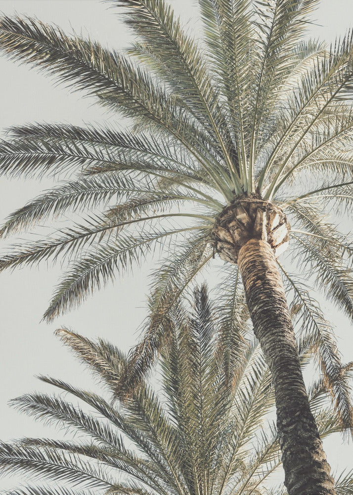 Palm_005 | Affisch