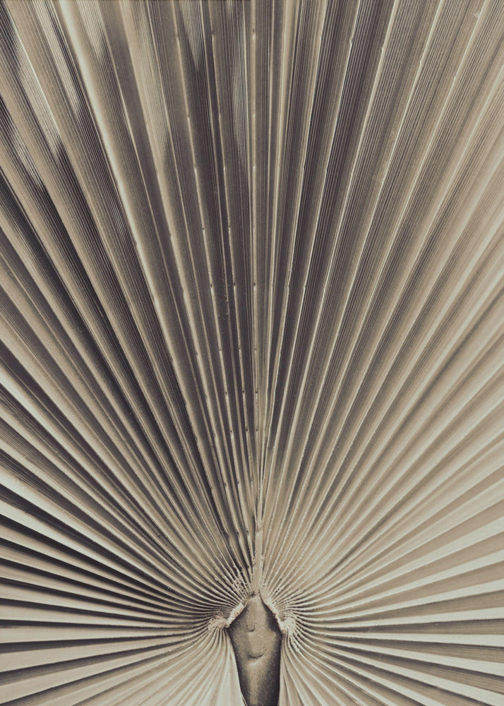 Palmblad_001 | Poster