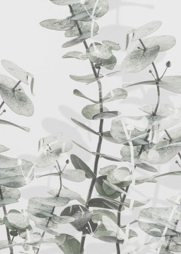 Eucalyptus_001 | Poster