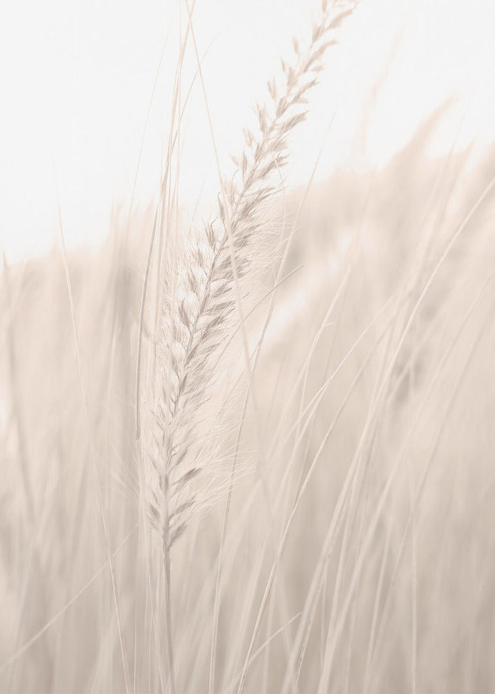 Gräs_001 | Canvas
