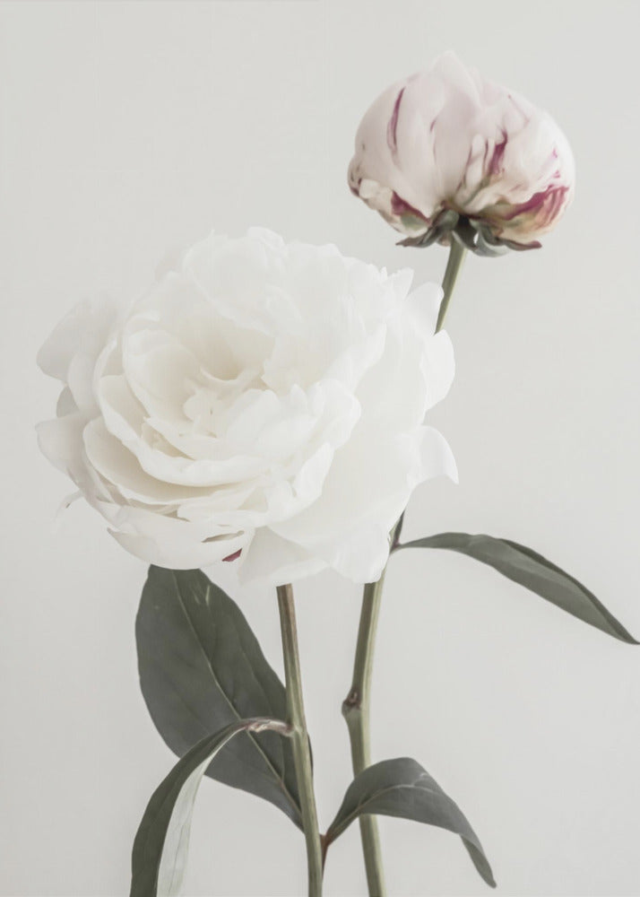 Peony 12 | Poster