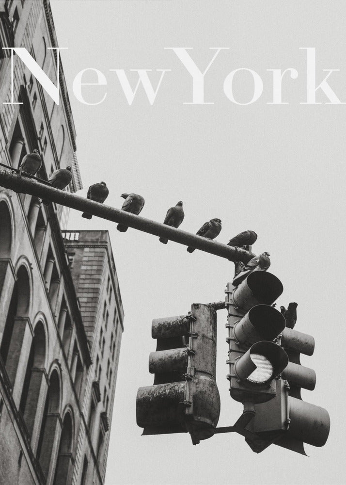 NYC Doves | Canvas