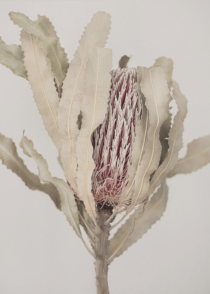 Banksia | Lærredsbilleder