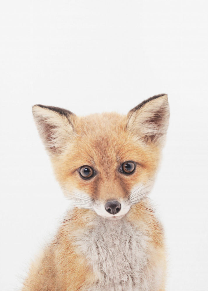 Baby Fox | Canvas