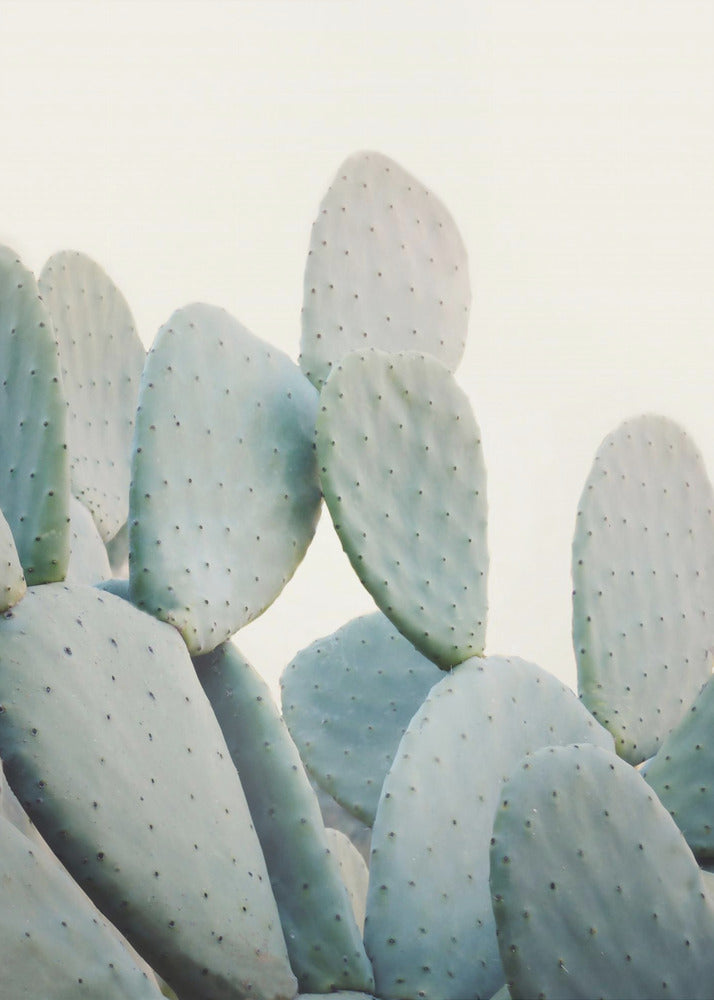Pastel Cacti | Canvas