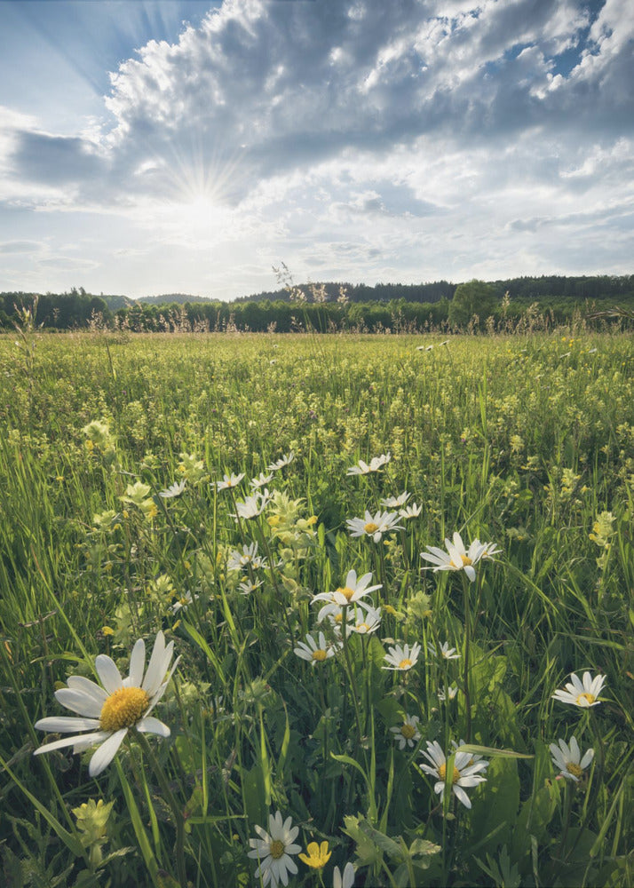 Flowering Meadow | Poster
