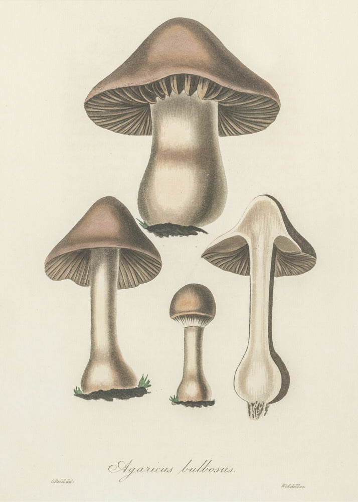 Illustration av Agaricus Bulbosus. Medicinsk botanik 1836 | Canvastavla