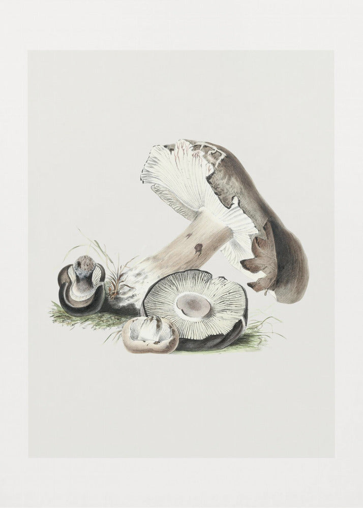 Vintage Agaricus Augustus svamp 50x70 | Duk