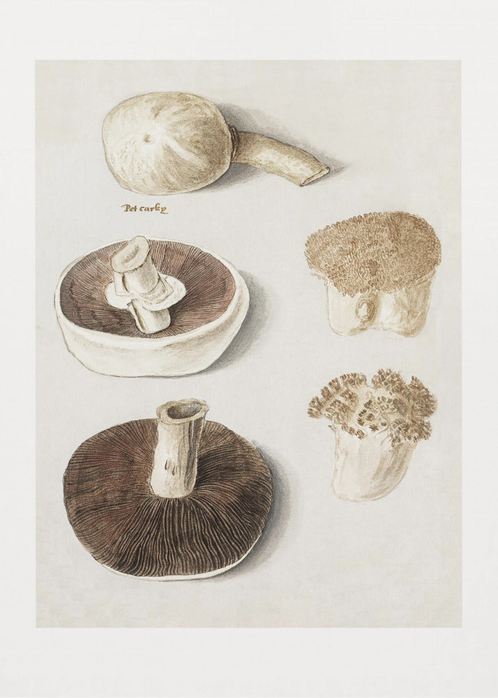 Ängssvamp, Agaricus Campestris stående | Canvastavla