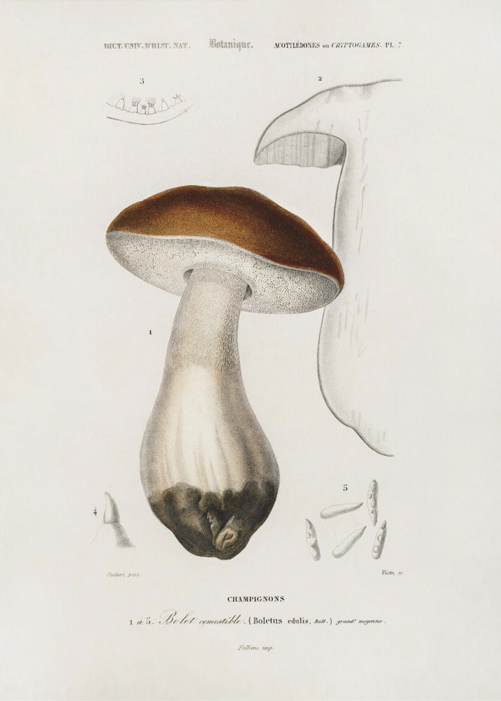 Penny Bun (boletus Edulis) | Duk