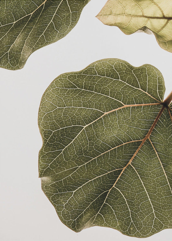 Abutifolia No2 | Canvas