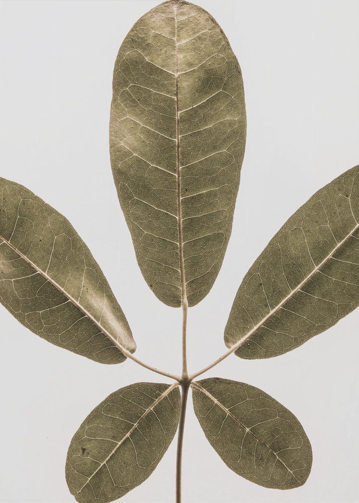 Autum Leaf | Poster