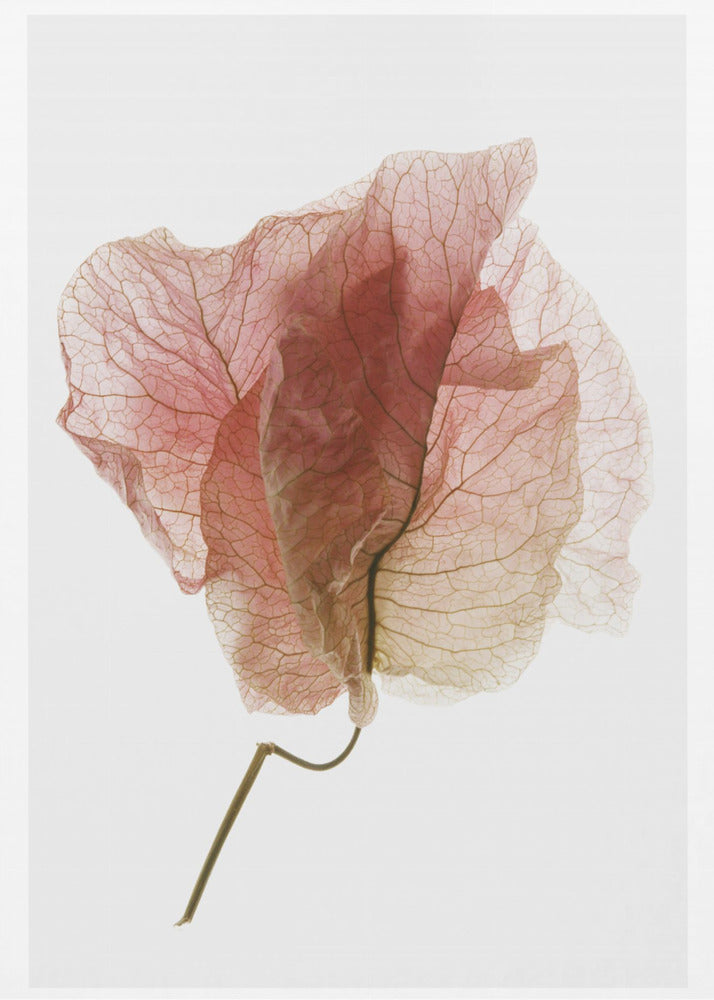 Bougainvillea-Studie Nr. 4 | Leinwand-Bilder