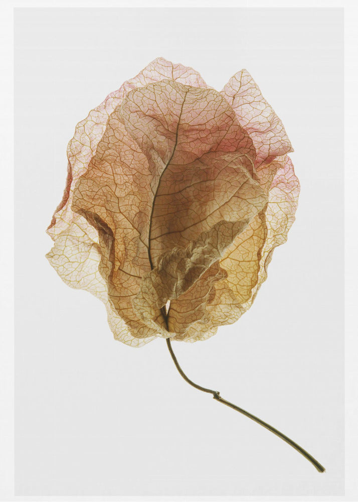 Bougainvillea-tutkimus nro 6 | Canvastaulut