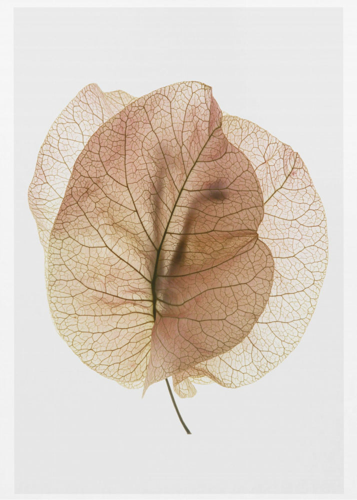 Bougainvillea-Studie Nr. 7 | Leinwand-Bilder