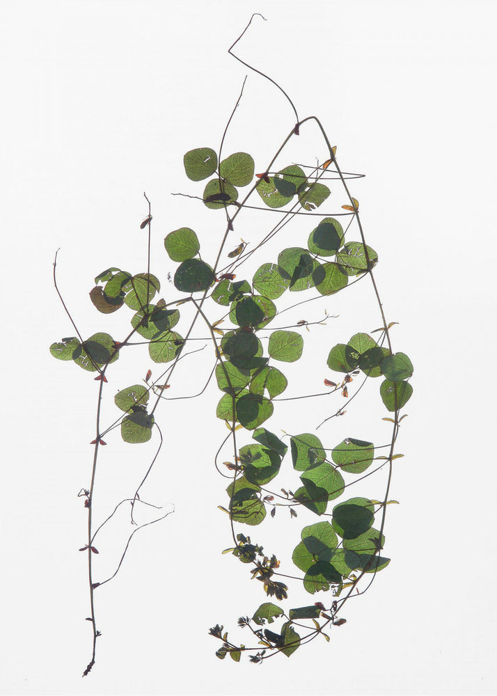 Vinrankans dans | Canvastavla