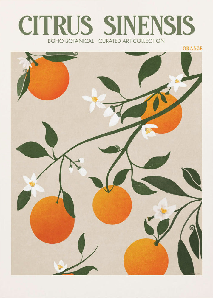 Citrus Sinensis - Orange | Canvas