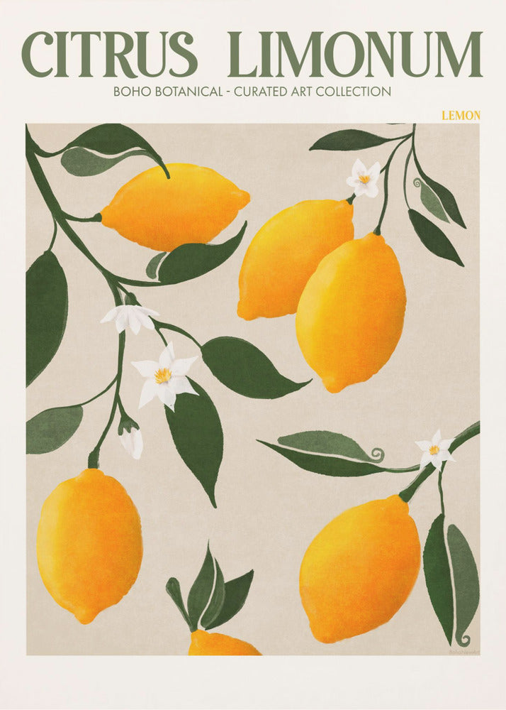 Citrus Limonum - Limón | Impresiones en Lienzo