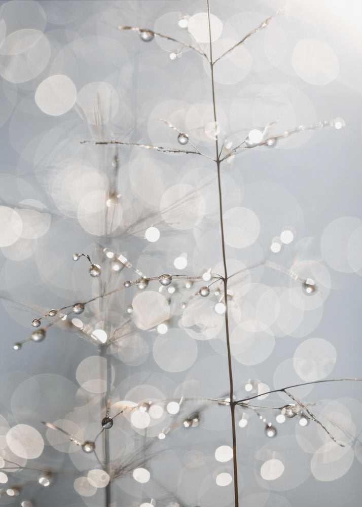 Natural Sparkle | Canvas