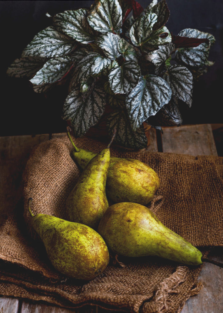pears | Poster