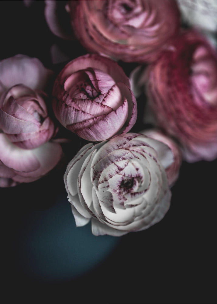 Mörka blommor 2 | Poster