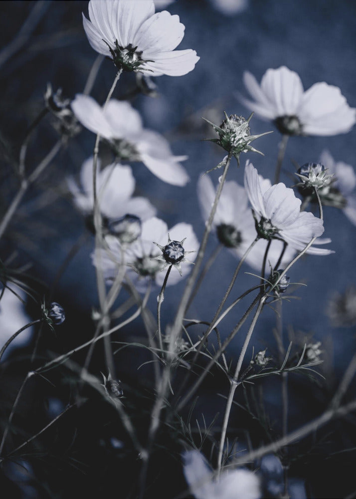 Vilda blommor 10 | Poster