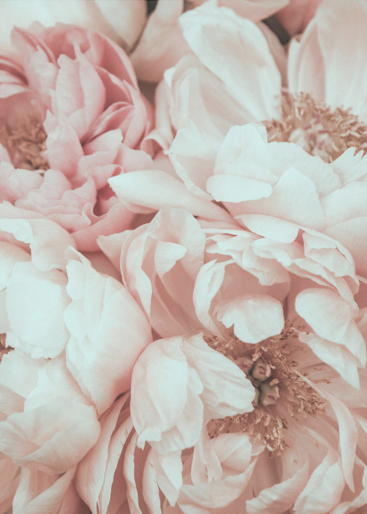 Blommix | Canvas