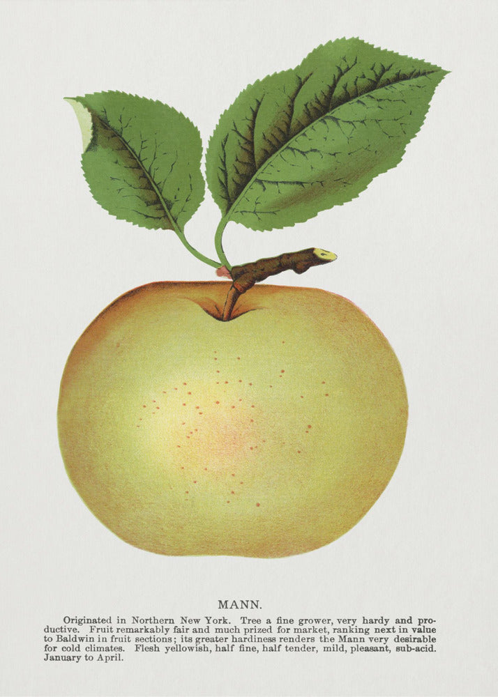 Mann Apple Litografi | Duk