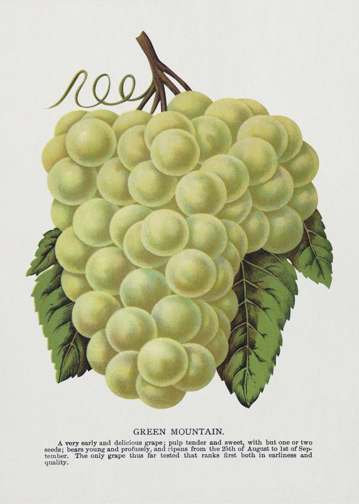 Litografi av Green Mountain Grape | Duk