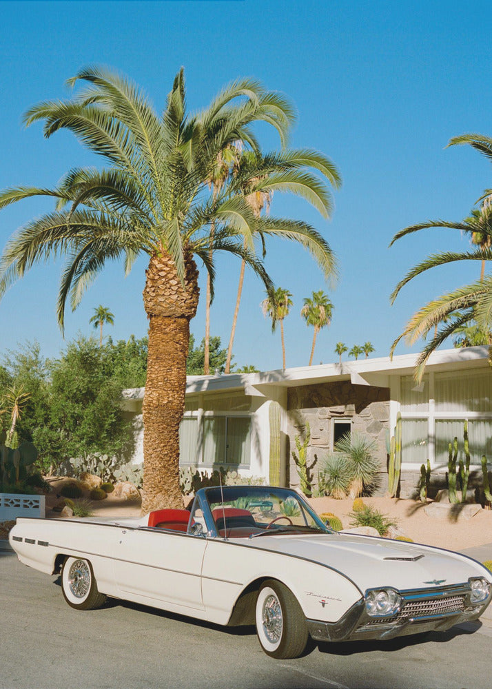 Palm Springs Thunderbird | Canvas
