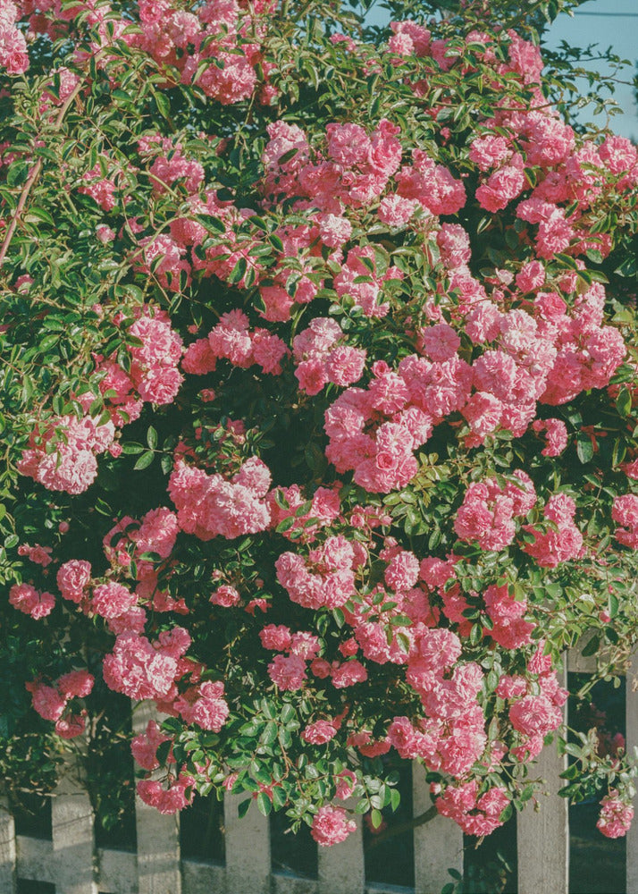 Blommorna i Cannon Beach | Canvas