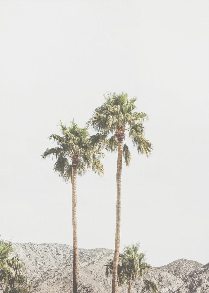 Palm Springs Palmer | Canvastavla