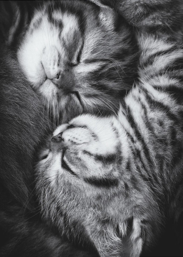 Yin och Yang | Poster