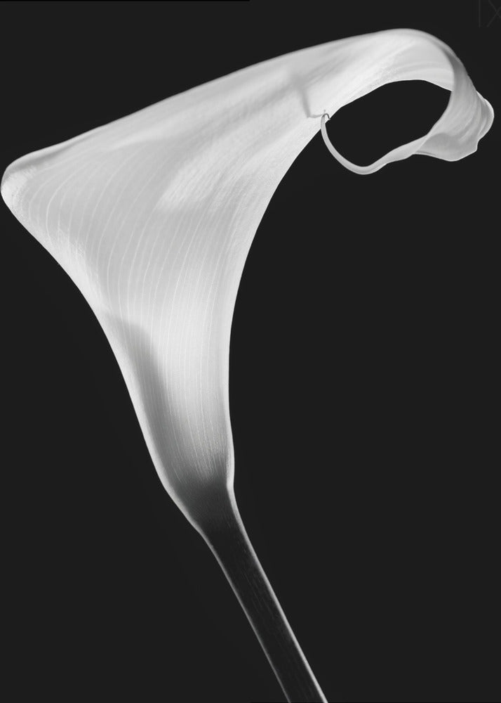 Calla | Tableaux sur Toile