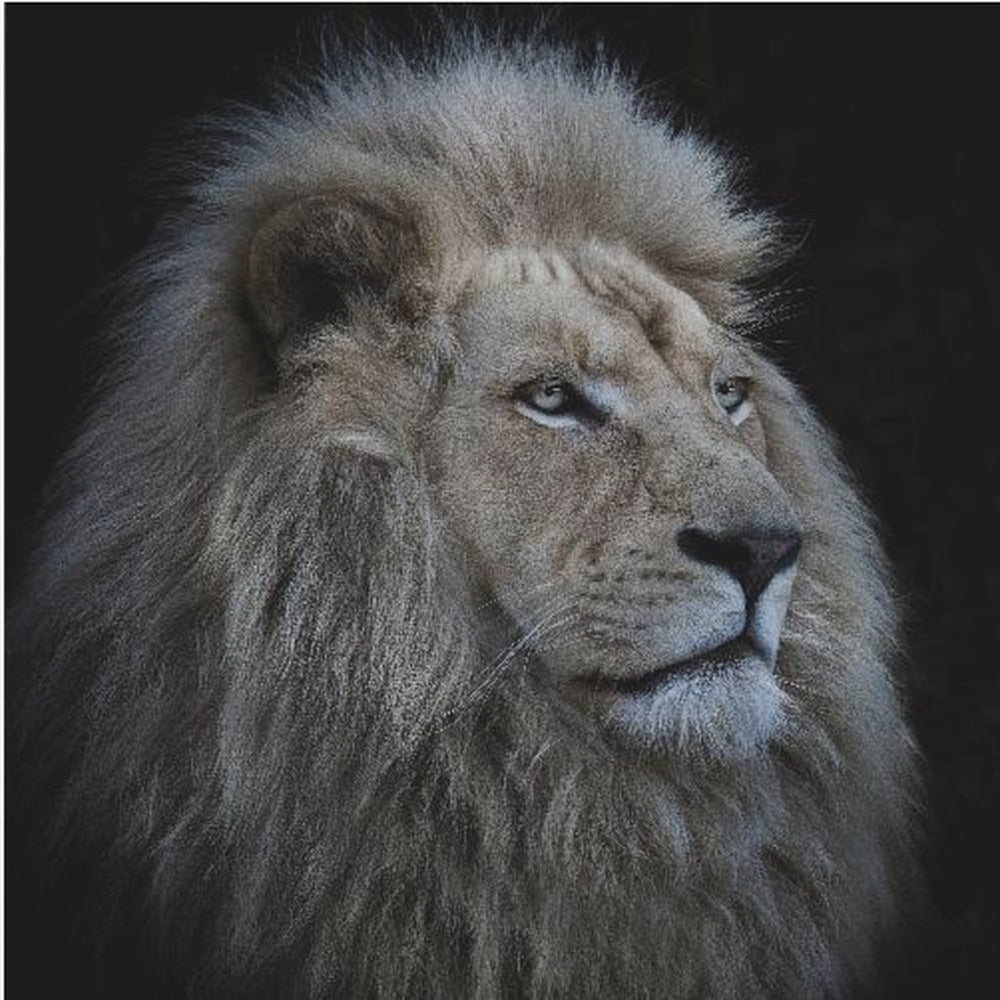 Stolt lejon | Canvastavla
