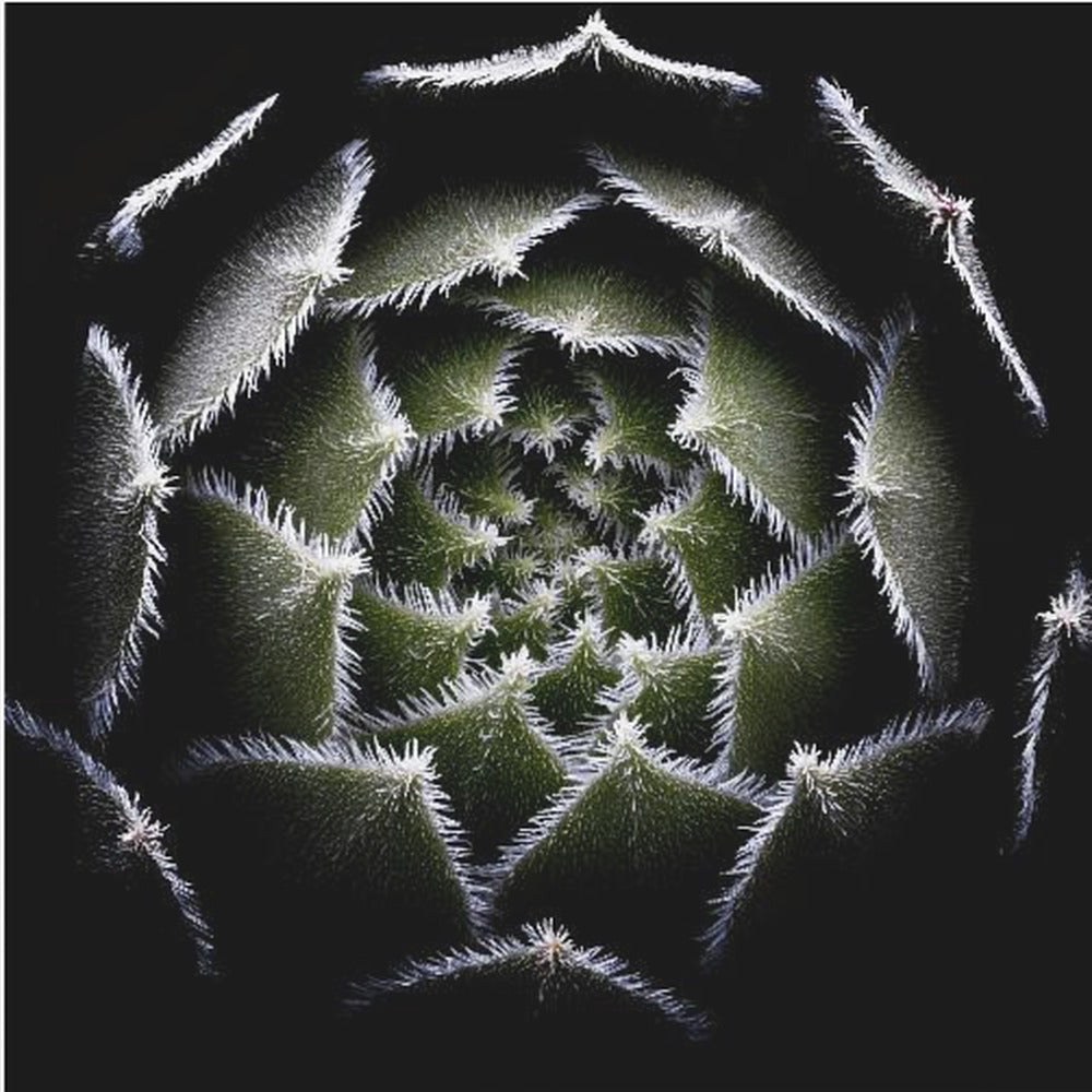Sempervivum-rosett | Canvas