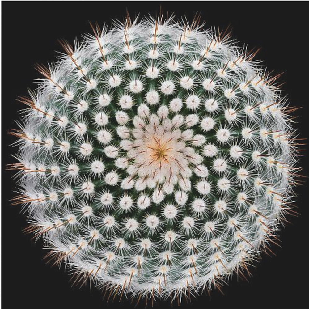 Notocactus scopa | Duk