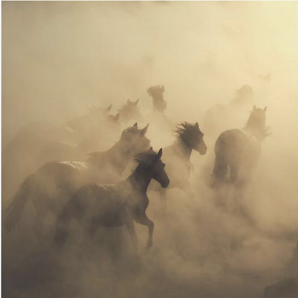 migration av hästar | Poster