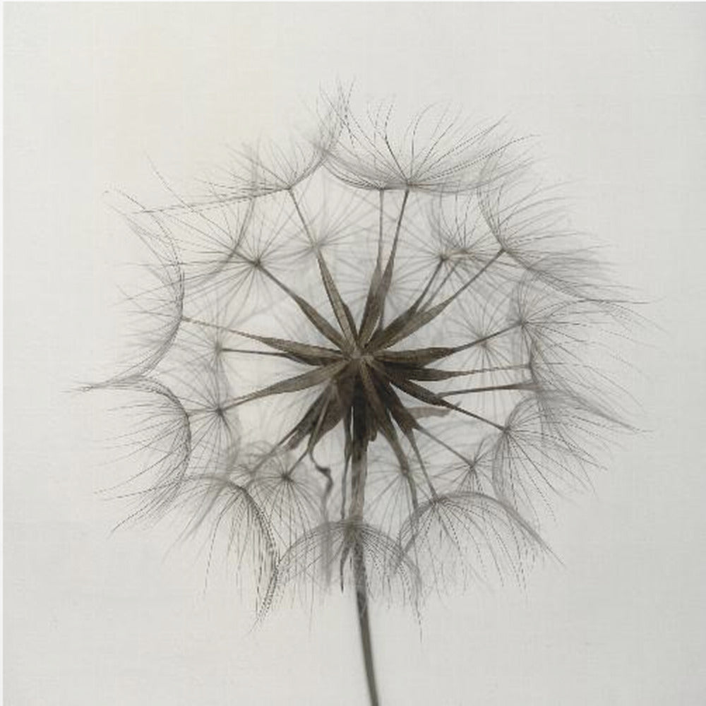 Tragopogon | Canvas