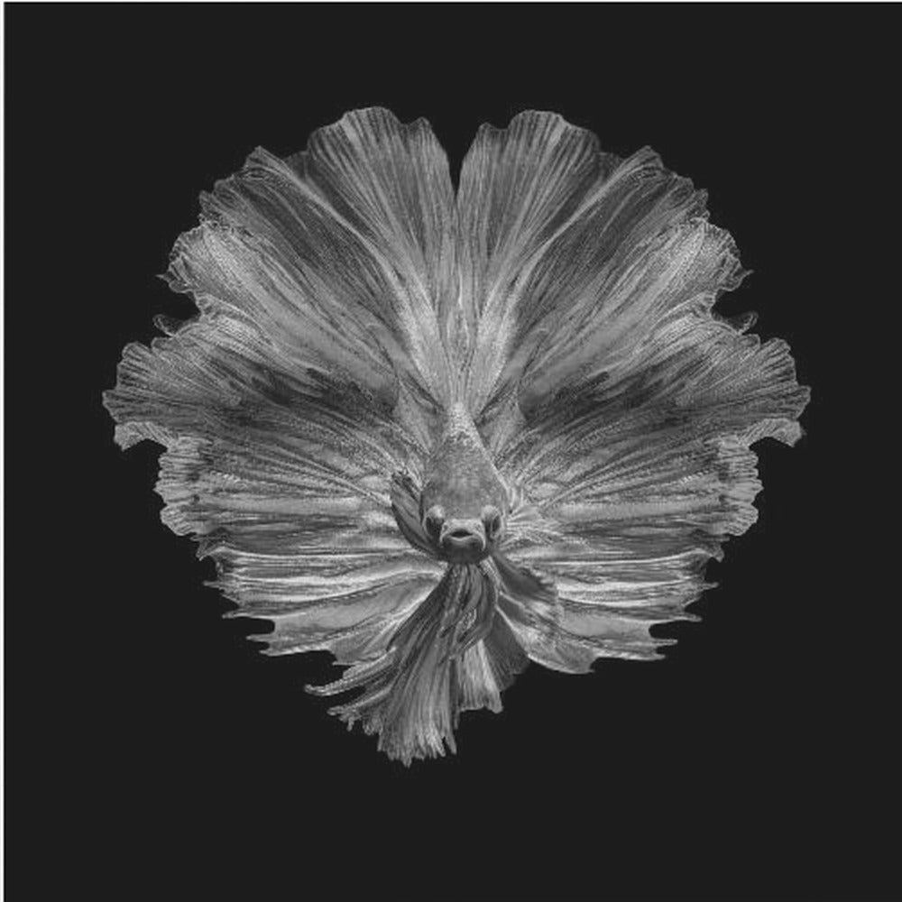 Die Blume des Schwanzes | Leinwand-Bilder