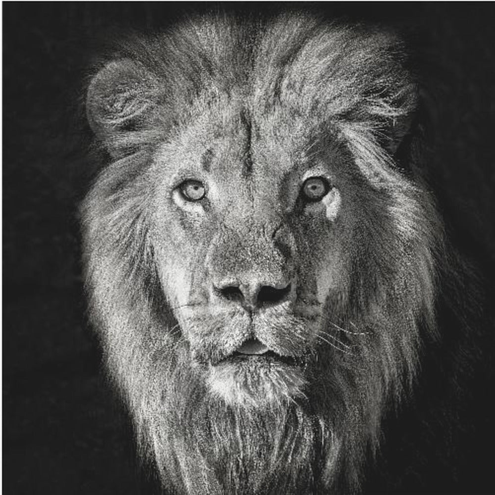 Løveportrett - Panthera Leo | Lerretsbilder