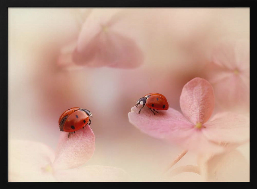 Nyckelpigor på rosa hortensia. | Poster