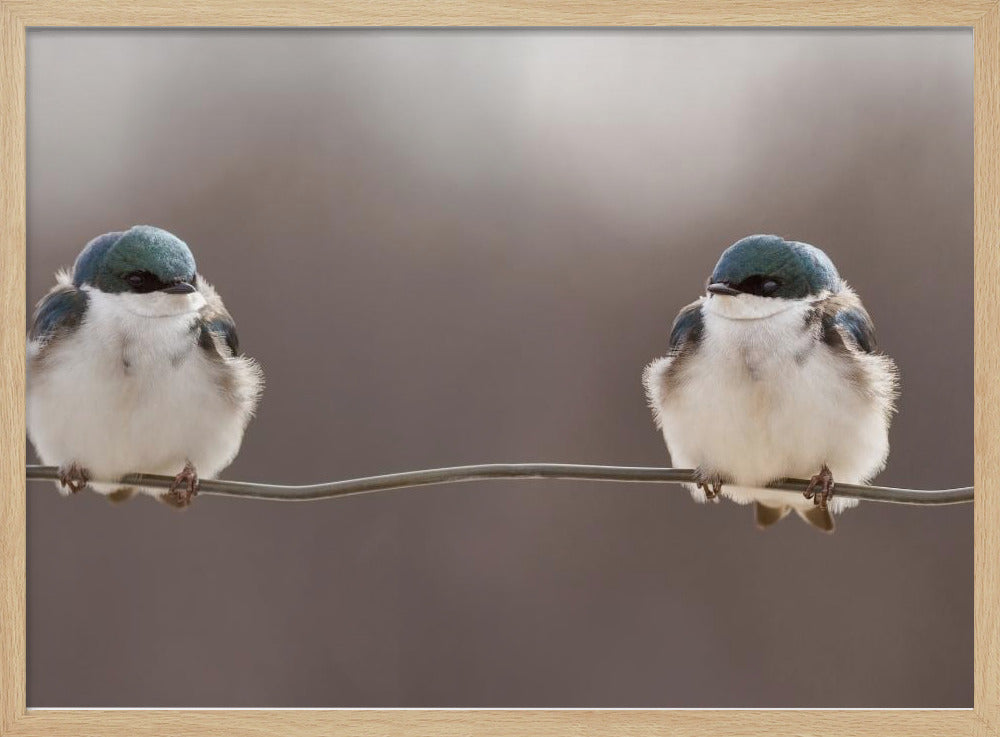 Birds on a wire | Poster