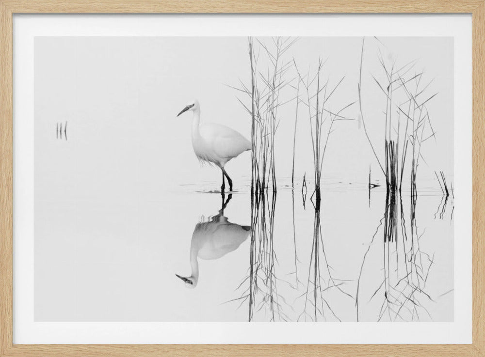weiß | Poster - Kunstdruck