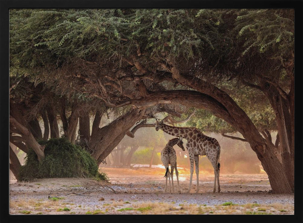 Giraff - Namibia | Poster
