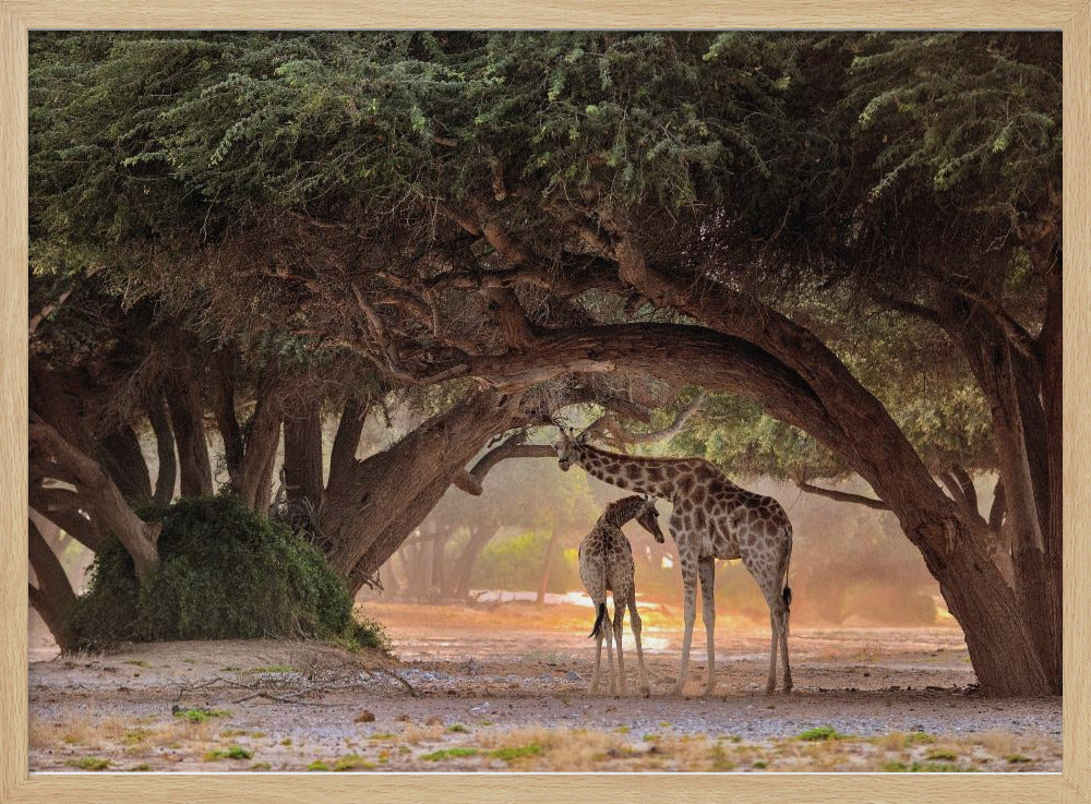 Giraff - Namibia | Poster