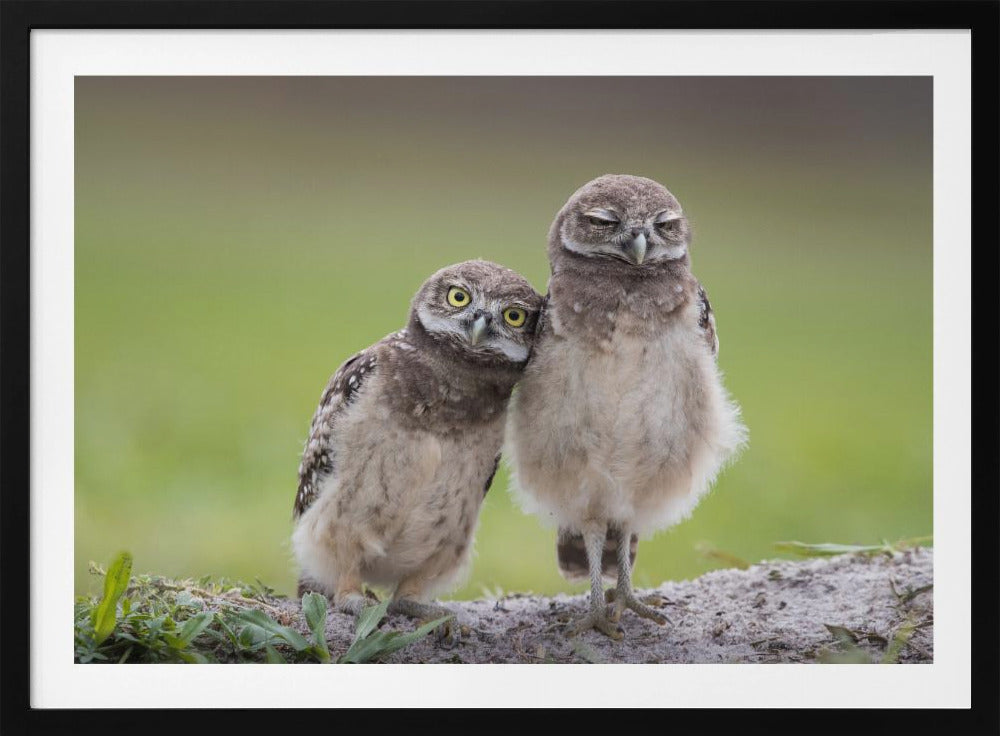 Freunde | Poster - Kunstdruck