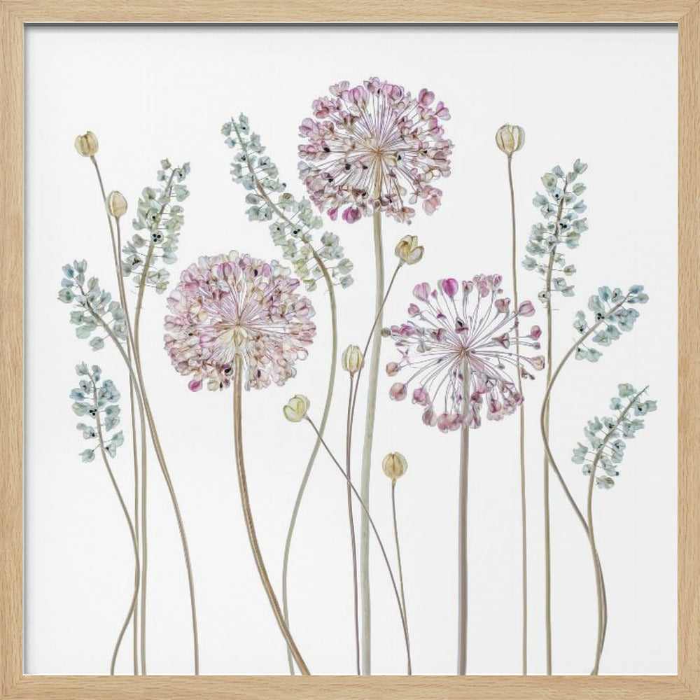 Allium | Poster