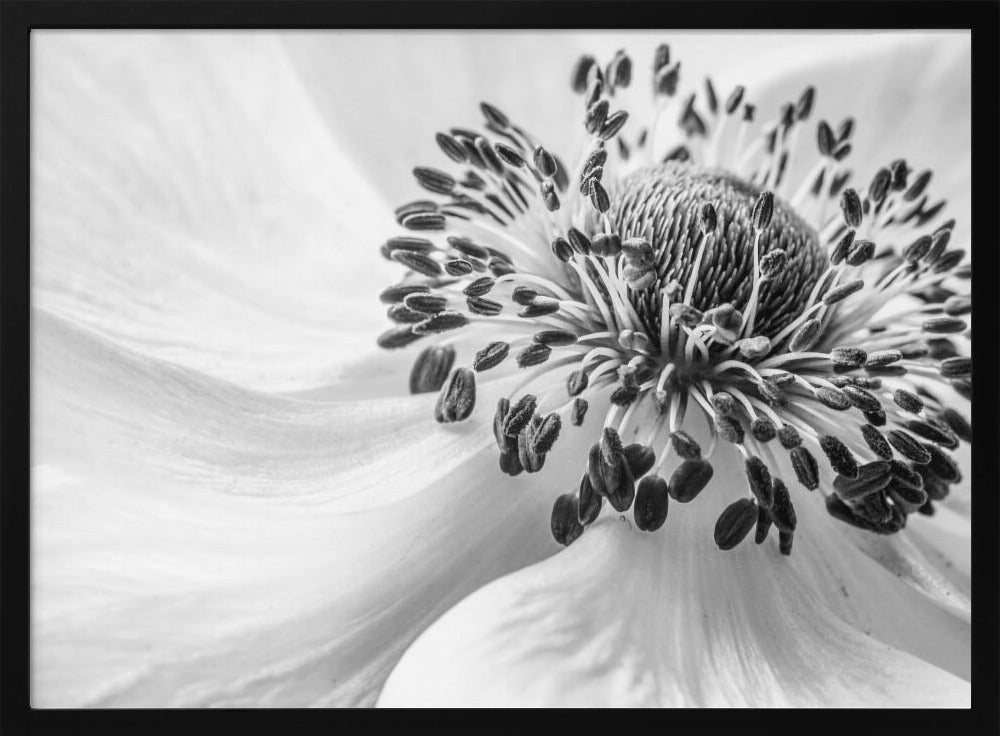 Anemone | Plakater - Kunsttrykk