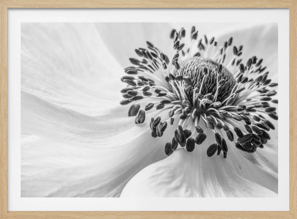 Anemone | Plakater - Kunsttrykk